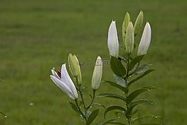 大自然,植物,公園