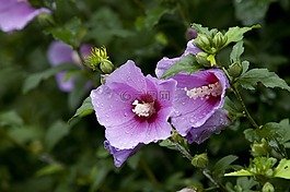 大自然,植物,公園