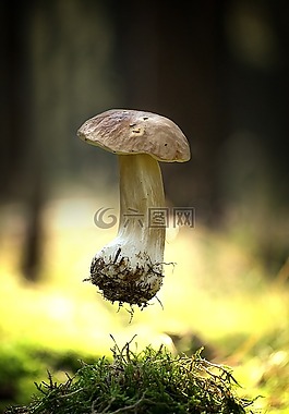 蘑菇,吃,秋季