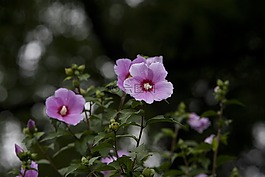 大自然,植物,公園