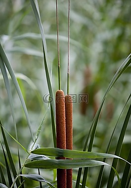 大自然,植物,公園