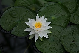 大自然,植物,公園