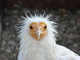 猛禽,鳥(niǎo),性質(zhì)