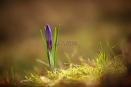 藏红花,春天,早布卢默