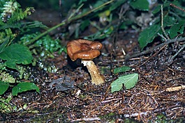 毒菌,真菌,蘑菇