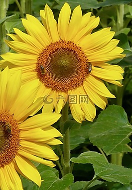 授粉,蜜蜂,太陽花