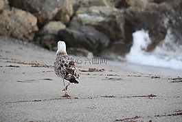 海,海灘,海鷗