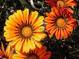 雛菊,花,橙色