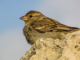 麻雀,鳥,野生動物