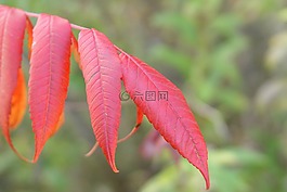 秋天,新英格蘭,秋
