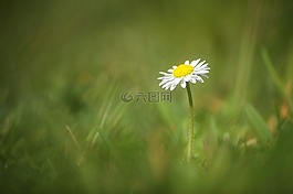 雛菊,花,白