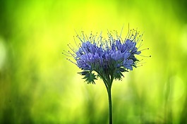 花,bueschelschoen,叢生的花