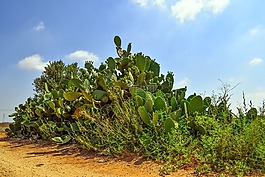 花椒梨,植物,仙人掌