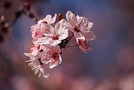 開花,性質(zhì),粉紅色