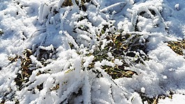 雪,初雪,冬天
