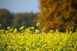 秋季,油菜,油菜籽場(chǎng)