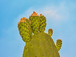 花椒梨,植物,仙人掌