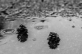 松球,水坑里,雨