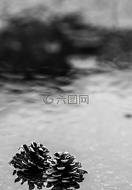 松球,水坑里,雨