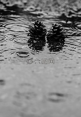 松球,水坑里,雨