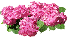 绣球,鲜花,粉红色