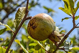 石榴,水果,食品