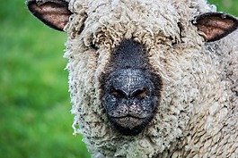 羊,野生動物,農場動物