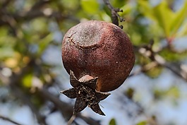 石榴,水果,食品