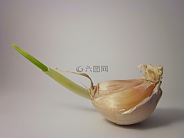 食品,大蒜