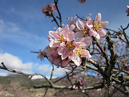 花,杏仁樹(shù),杏仁花