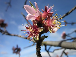 杏仁樹(shù),花,杏仁花