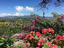 景觀,鮮花,天空
