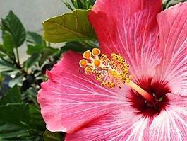 槿,粉紅色,花