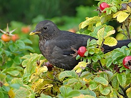 黑鳥,鳥,鳴鳥
