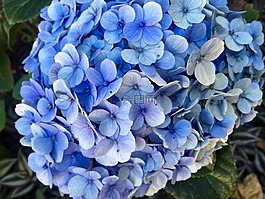 绣球,蓝色,花瓣