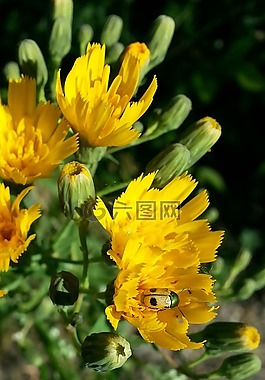 鲜花,昆虫,黄色