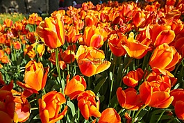 漂亮的郁金香花,綠葉背景,花園在陽光明媚的夏季