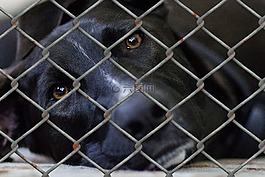 狗,動物收容所,畜牧業