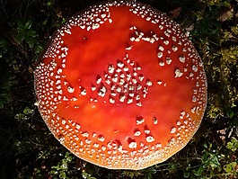 毒菌,自然,蘑菇