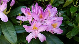 花,灌木,新西蘭