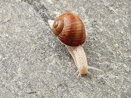 蝸牛,殼,動物