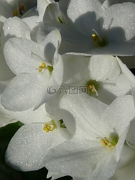 花,八仙花,開花