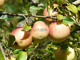 蘋果樹,蘋果,水果