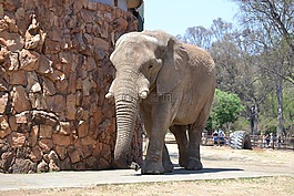 象,動物園,動物