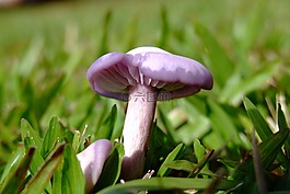 蘑菇,草,宏