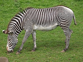 斑馬,動物園,黑色和白色條紋
