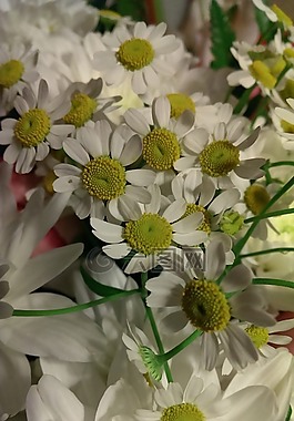 鮮花,黛西,花束