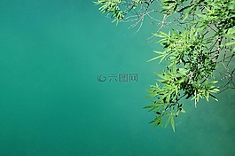 葉子,湖,植物