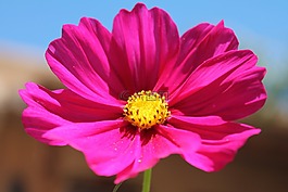 紫色花,花,紫色