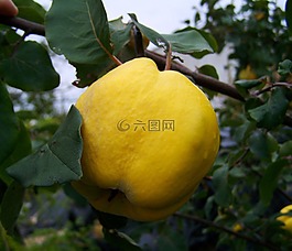 桲,黃色的水果,成熟